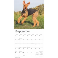 2025 Calendars|BrownTrout 2025 Airedale Terriers 12