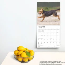 2025 Calendars|BrownTrout 2025 Airedale Terriers 12
