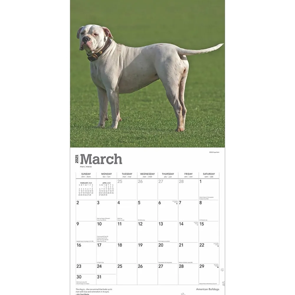 2025 Calendars|BrownTrout 2025 American Bulldogs 12" x 12" Monthly Square Wall Calendar (9781975478223)