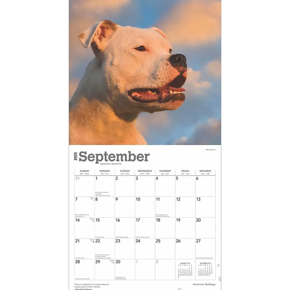 2025 Calendars|BrownTrout 2025 American Bulldogs 12" x 12" Monthly Square Wall Calendar (9781975478223)