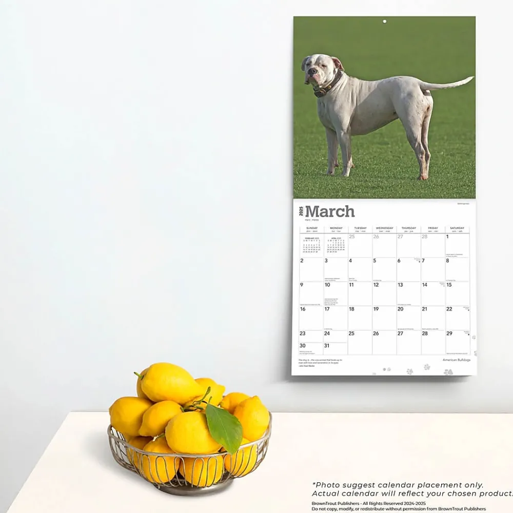 2025 Calendars|BrownTrout 2025 American Bulldogs 12" x 12" Monthly Square Wall Calendar (9781975478223)