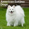 2025 Calendars|BrownTrout 2025 American Eskimo Dogs 12" x 24" Monthly Square Wall Calendar (9781975476496)