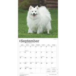 2025 Calendars|BrownTrout 2025 American Eskimo Dogs 12