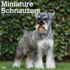 2025 Calendars|BrownTrout 2025 ature Schnauzers 12" x 12" Monthly Wall Calendar (9781975477684)