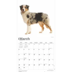 2025 Calendars|BrownTrout 2025 Australian Shepherds 12