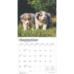2025 Calendars|BrownTrout 2025 Australian Shepherds 12