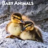 2025 Calendars|BrownTrout 2025 Baby Animals 12" x 12" Monthly Square Wall Calendar (9781975476564)