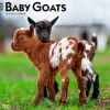 2025 Calendars|BrownTrout 2025 Baby Goats 12" x 12" Monthly Wall Calendar (9781975476571)