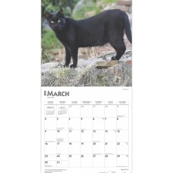 2025 Calendars|BrownTrout 2025 Black Cats 12