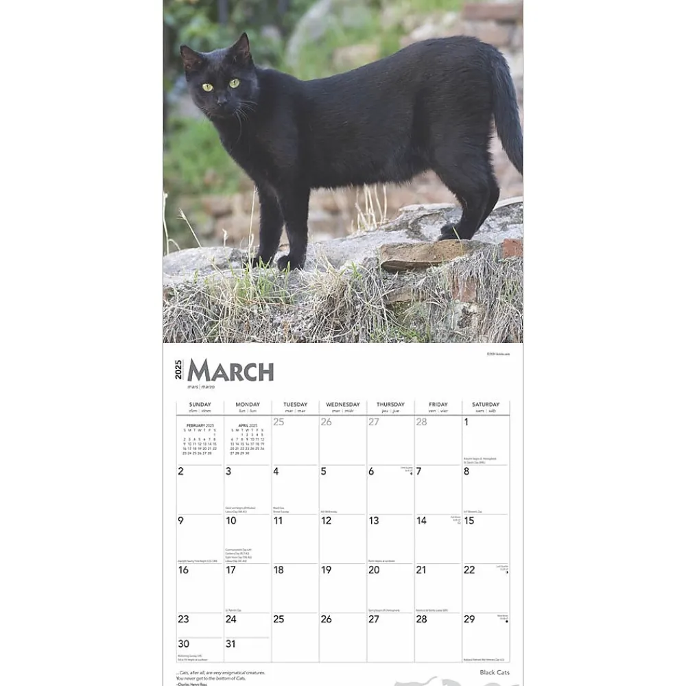 2025 Calendars|BrownTrout 2025 Black Cats 12" x 12" Monthly Wall Calendar (9781975476649)