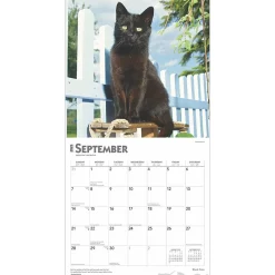 2025 Calendars|BrownTrout 2025 Black Cats 12