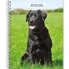 2025 Planners|BrownTrout 2025 Black Labrador Retrievers 6" x 7.75" Weekly Engagement Planner, Paper Cover, Multicolored (9781975473235)