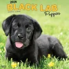 2025 Calendars|BrownTrout 2025 Black Labrador Retriever Puppies 12" x 12" Monthly Wall Calendar (9781975477318)