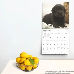 2025 Calendars|BrownTrout 2025 Black Labrador Retriever Puppies 12