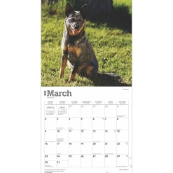 2025 Calendars|BrownTrout 2025 Blue Heelers 12