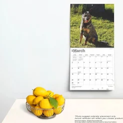 2025 Calendars|BrownTrout 2025 Blue Heelers 12