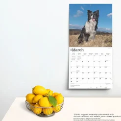 2025 Calendars|BrownTrout 2025 Border Collies 12