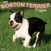 2025 Calendars|BrownTrout 2025 Boston Terrier Puppies 12" x 12" Monthly Wall Calendar (9781975476694)