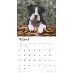 2025 Calendars|BrownTrout 2025 Boston Terrier Puppies 12