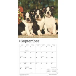 2025 Calendars|BrownTrout 2025 Boston Terrier Puppies 12
