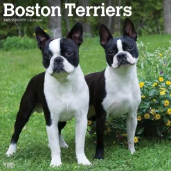 2025 Calendars|BrownTrout 2025 Boston Terriers 12" x 12" Monthly Wall Calendar (9781975476700)