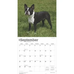2025 Calendars|BrownTrout 2025 Boston Terriers 12