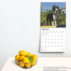 2025 Calendars|BrownTrout 2025 Boston Terriers 12