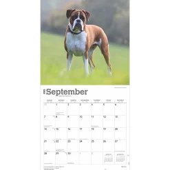 2025 Calendars|BrownTrout 2025 Boxers International Edition 12