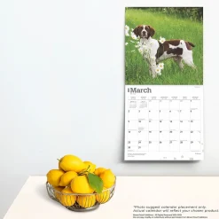 2025 Calendars|BrownTrout 2025 Brittanys 12