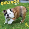 2025 Calendars|BrownTrout 2025 Bulldog Puppies 12" x 12" Monthly Wall Calendar (9781975474539)