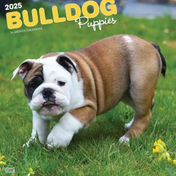 2025 Calendars|BrownTrout 2025 Bulldog Puppies 12" x 12" Monthly Wall Calendar (9781975474539)