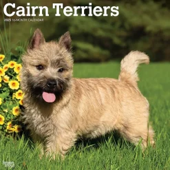 2025 Calendars|BrownTrout 2025 Cairn Terriers 12" x 24" Monthly Square Wall Calendar, (9781975476779)