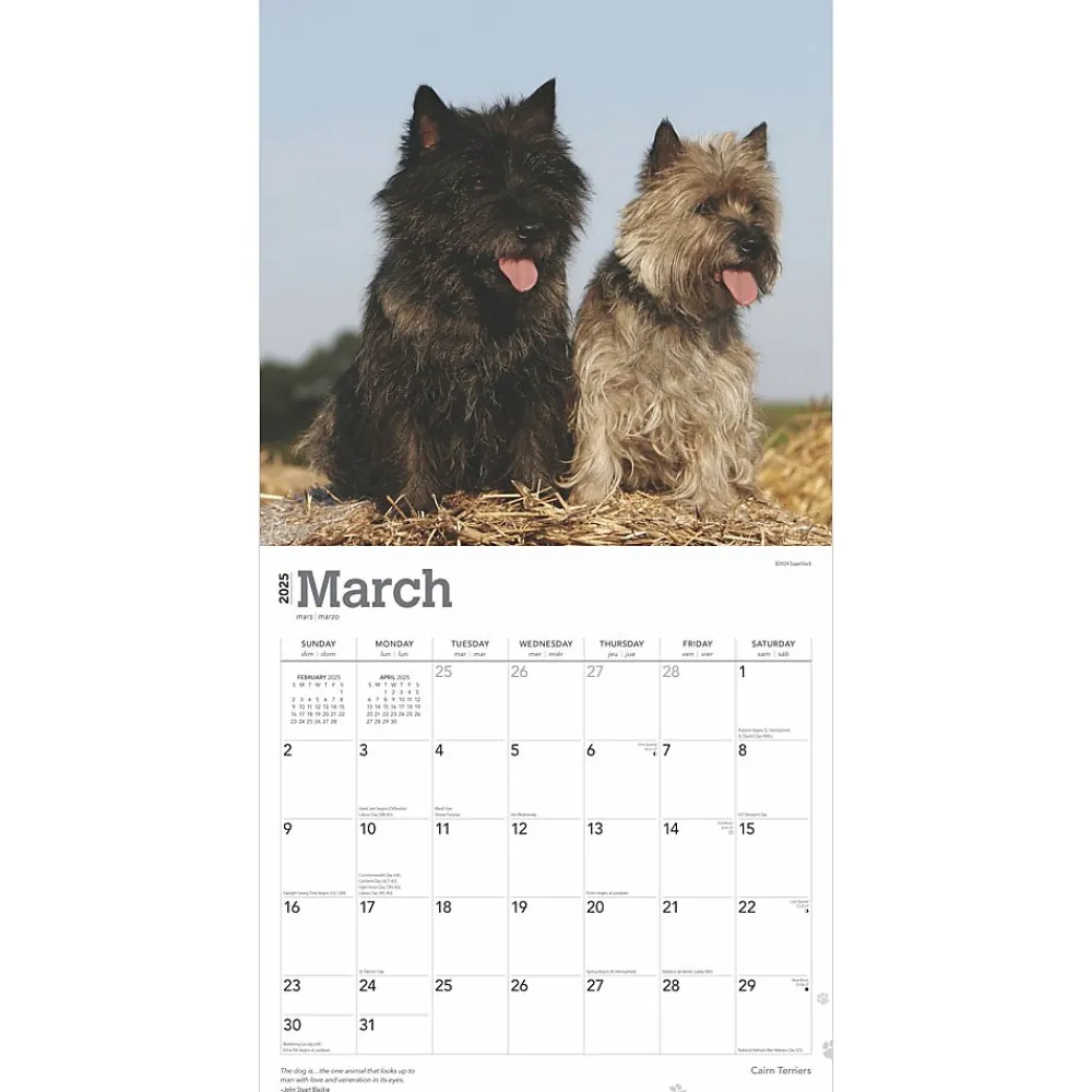 2025 Calendars|BrownTrout 2025 Cairn Terriers 12" x 24" Monthly Square Wall Calendar, (9781975476779)