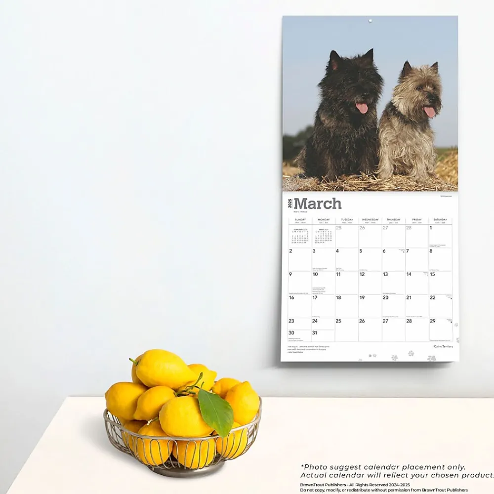 2025 Calendars|BrownTrout 2025 Cairn Terriers 12" x 24" Monthly Square Wall Calendar, (9781975476779)