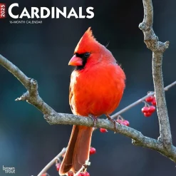 2025 Calendars|BrownTrout 2025 Cardinals 12" x 24" Monthly Square Wall Calendar, (9781975476786)
