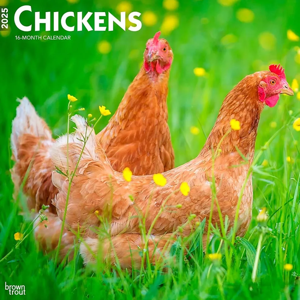 2025 Calendars|BrownTrout 2025 Chickens 12" x 24" Monthly Square Wall Calendar, (9781975476830)