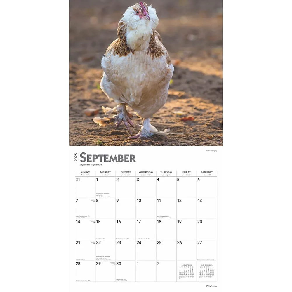 2025 Calendars|BrownTrout 2025 Chickens 12" x 24" Monthly Square Wall Calendar, (9781975476830)