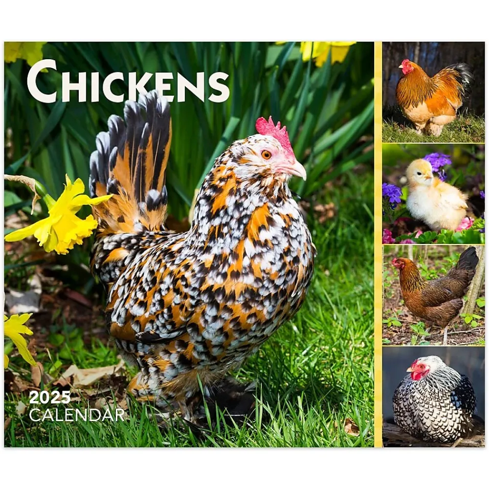 2025 Calendars|BrownTrout 2025 Chickens 6" x 5" Day-to-Day Desktop Box Calendar (9781975483425)