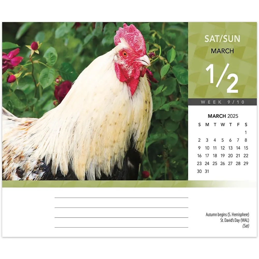 2025 Calendars|BrownTrout 2025 Chickens 6" x 5" Day-to-Day Desktop Box Calendar (9781975483425)