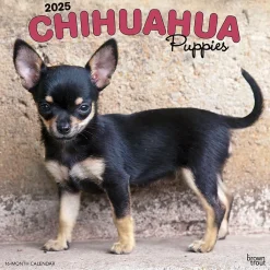2025 Calendars|BrownTrout 2025 Chihuahua Puppies 12" x 12" Monthly Wall Calendar (9781975474652)