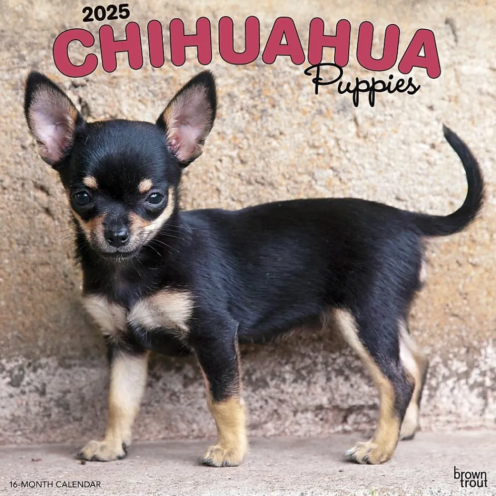 2025 Calendars|BrownTrout 2025 Chihuahua Puppies 12" x 12" Monthly Wall Calendar (9781975474652)