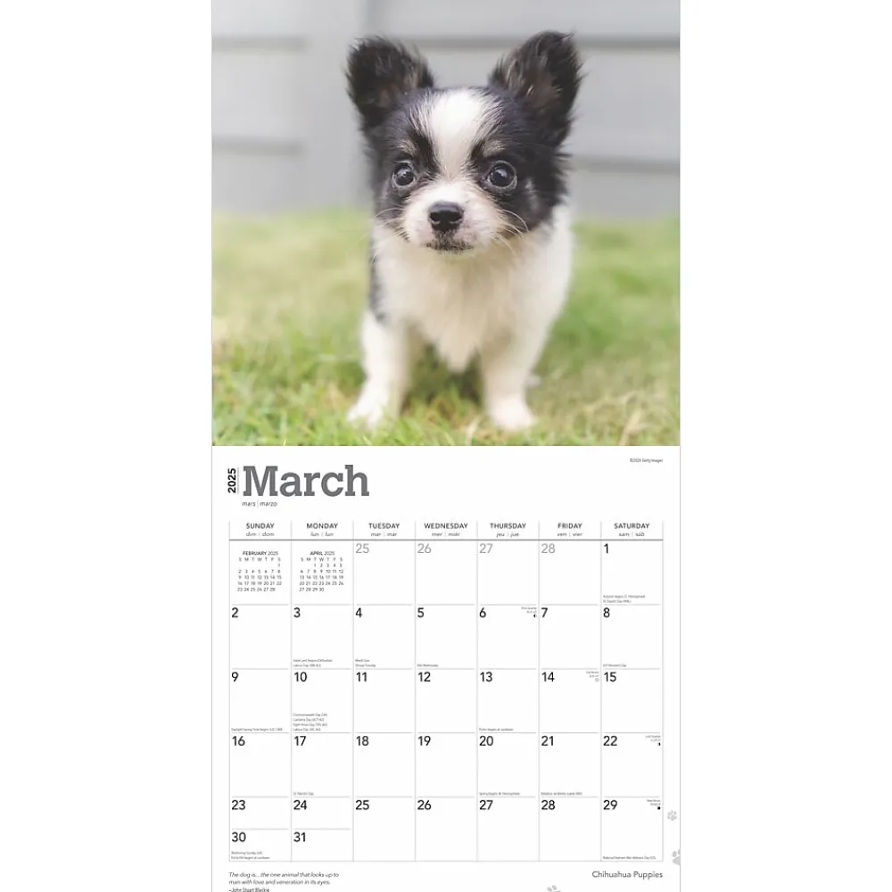 2025 Calendars|BrownTrout 2025 Chihuahua Puppies 12" x 12" Monthly Wall Calendar (9781975474652)