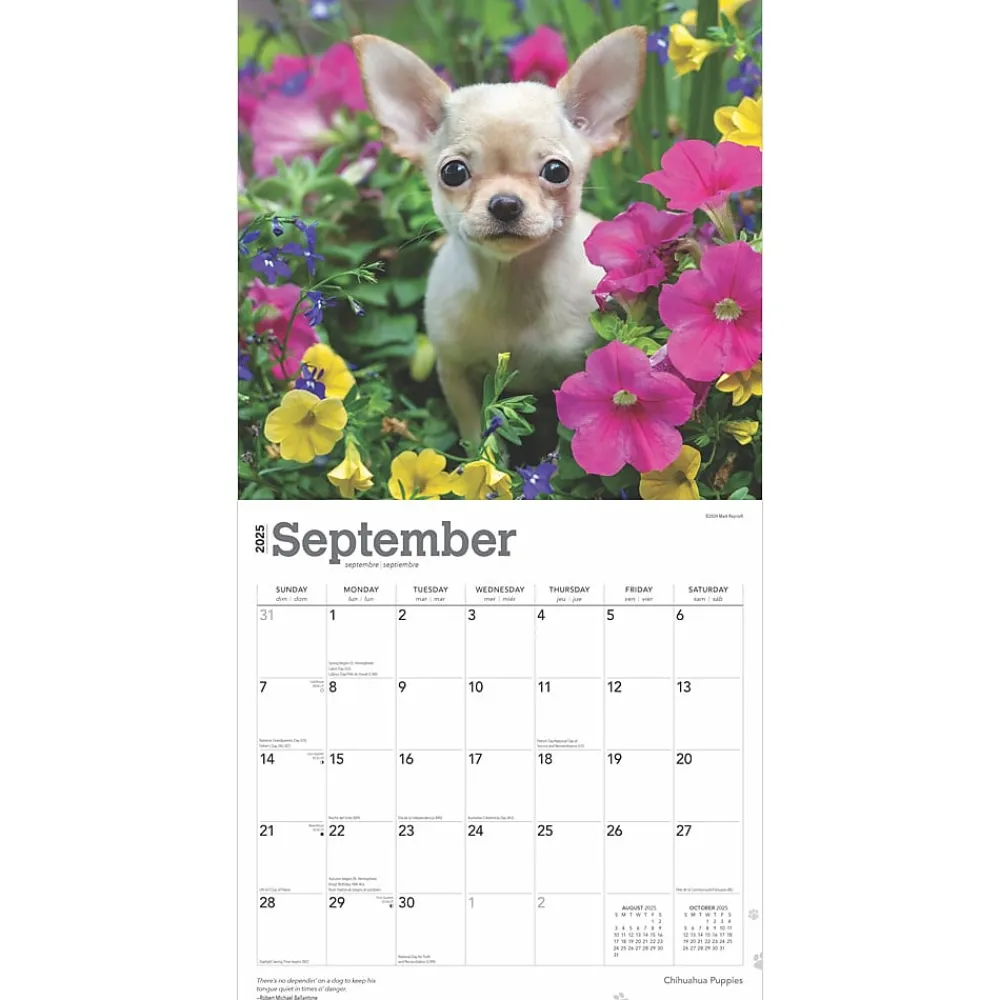 2025 Calendars|BrownTrout 2025 Chihuahua Puppies 12" x 12" Monthly Wall Calendar (9781975474652)