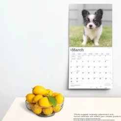 2025 Calendars|BrownTrout 2025 Chihuahua Puppies 12