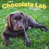 2025 Calendars|BrownTrout 2025 Chocolate Labrador Retriever Puppies 12" x 12" Monthly Wall Calendar (9781975477325)