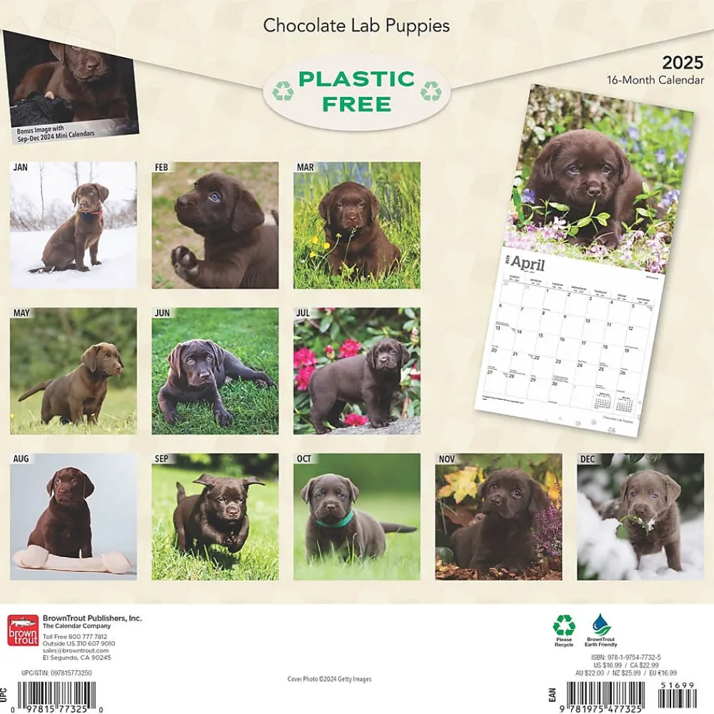 2025 Calendars|BrownTrout 2025 Chocolate Labrador Retriever Puppies 12" x 12" Monthly Wall Calendar (9781975477325)