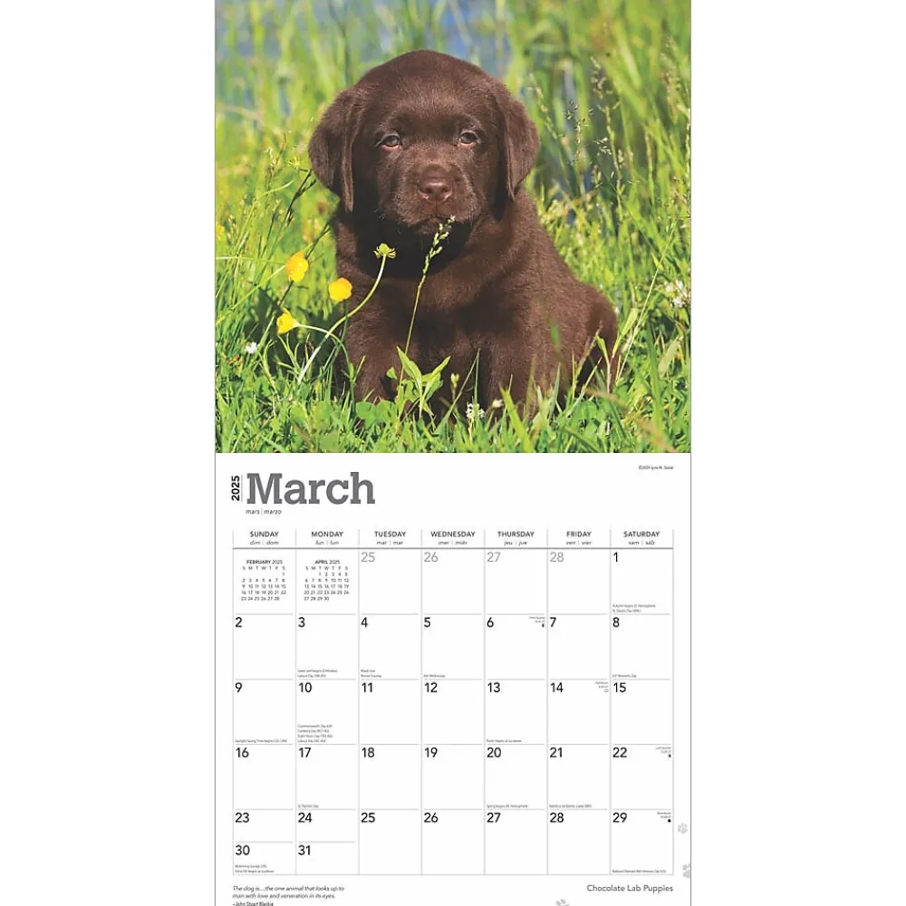 2025 Calendars|BrownTrout 2025 Chocolate Labrador Retriever Puppies 12" x 12" Monthly Wall Calendar (9781975477325)