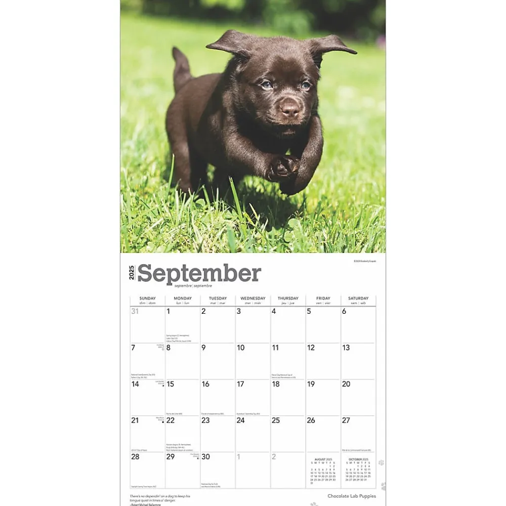 2025 Calendars|BrownTrout 2025 Chocolate Labrador Retriever Puppies 12" x 12" Monthly Wall Calendar (9781975477325)