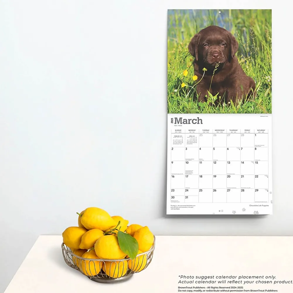 2025 Calendars|BrownTrout 2025 Chocolate Labrador Retriever Puppies 12" x 12" Monthly Wall Calendar (9781975477325)