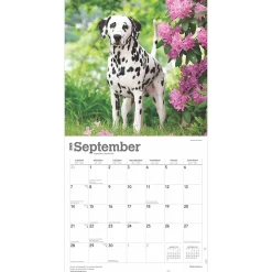 2025 Calendars|BrownTrout 2025 Dalmatians 12